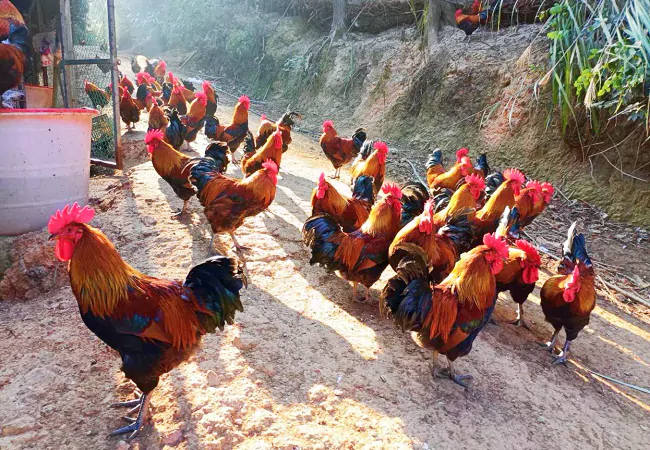 榕江农信联社：&ldquo;金融饲料&rdquo;带来致富&ldquo;鸡&rdquo;遇