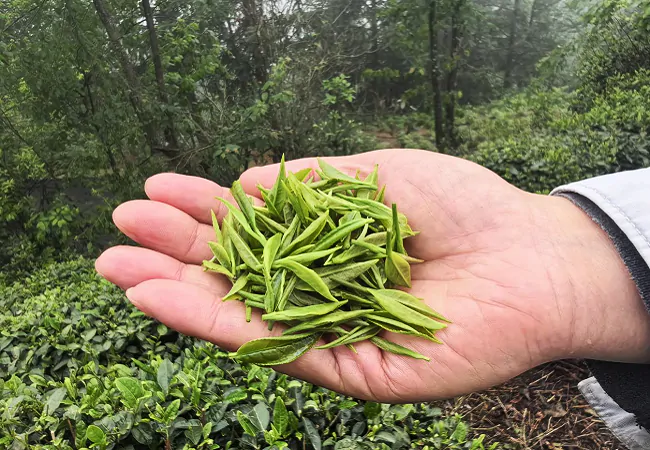 贵州银行黔东南分行：金融&ldquo;活水&rdquo;润春茶    &ldquo;贷&rdquo;动茶香飘四方