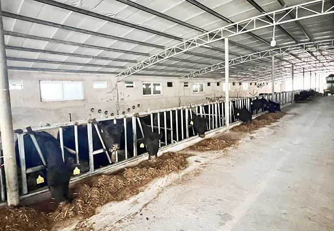 台江农信联社：金融助力县域肉牛产业发展