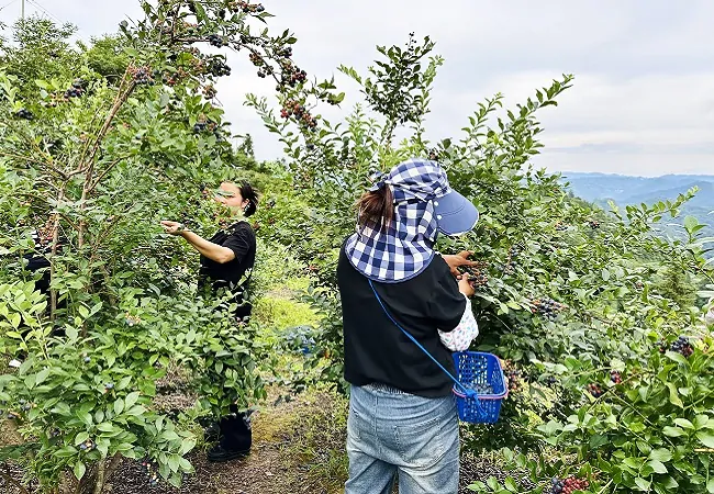 (图为:蓝莓采摘).jpg