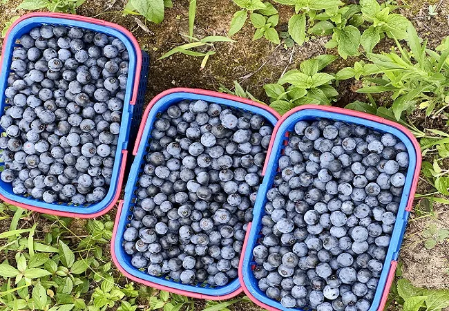 (图为:采摘的蓝莓).jpg