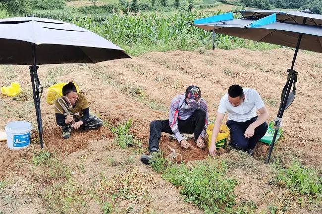 金融赋能中药材产业&ldquo;参&rdquo;生不息