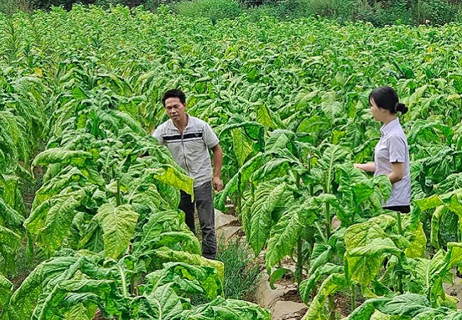 农业银行&ldquo;富民贷&rdquo;，带动烟农富起来