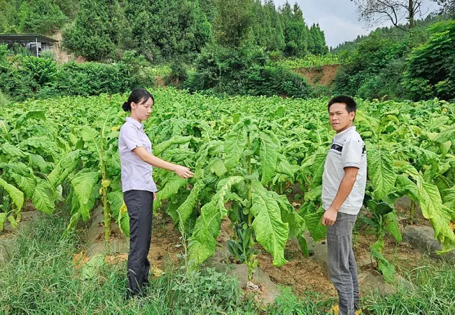 图为：农行镇远县支行支持的烟农烤烟种植现场 (2).jpg