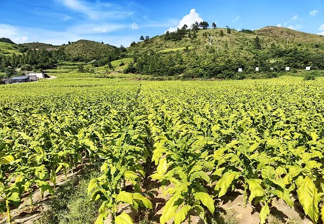 农行黔东南分行“富民贷”支持烤烟种植基地.jpg