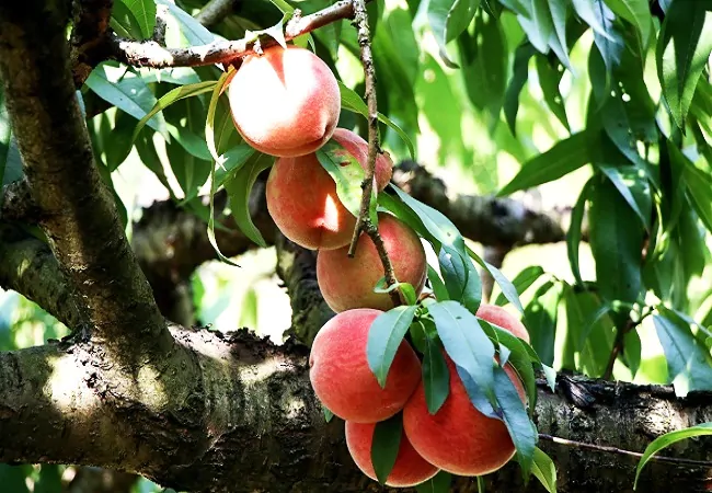 引金融之水&nbsp; 润泽&ldquo;桃花园&rdquo;