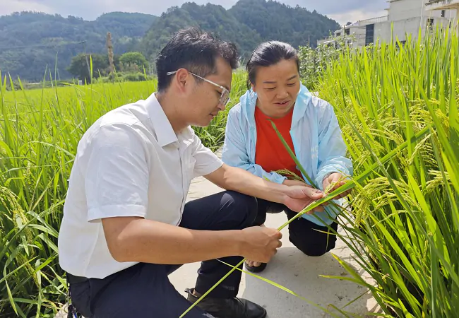 图为客户经理了解稻谷长势情况.png
