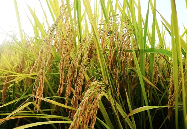 金融助力铺就群众致富&ldquo;稻&rdquo;路