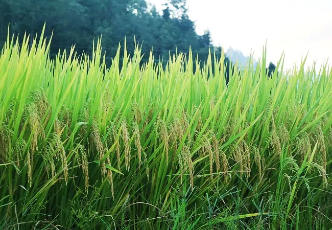 长势喜人的稻谷11.jpg