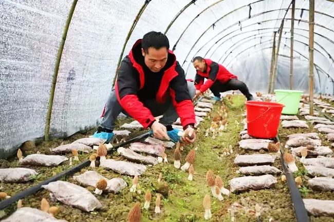 金穗助农添&ldquo;蘑&rdquo;力 增收致富破难题&mdash;&mdash;农业银行天柱县支行金融助力菌农丰收