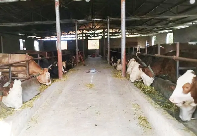 金融&ldquo;活水&rdquo;浇灌     &ldquo;苗镇&rdquo;产业振兴