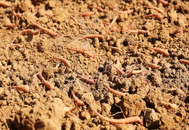 邮储银行麻江县支行：金融&ldquo;及时雨&rdquo;浇灌太子参产业发展