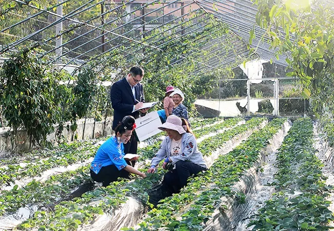 邮储银行台江县支行：&ldquo;金融活水&rdquo;助力小草莓变身&ldquo;致富果&rdquo;