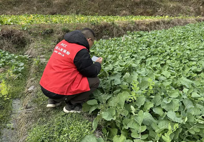 人保财险贵州黔东南镇远支公司：守护油菜田、农户有保障