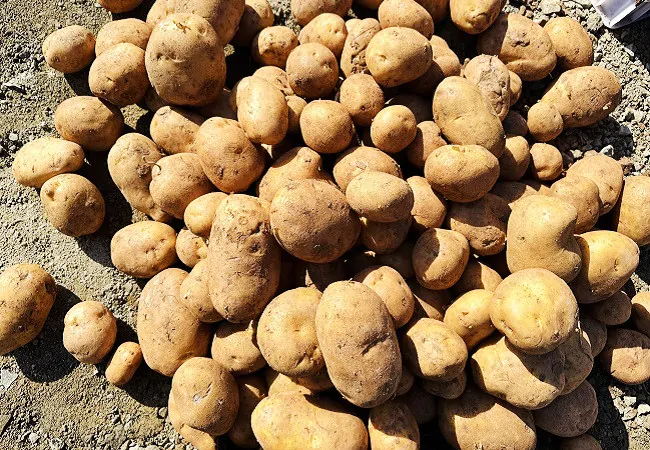 （图为：“德薯”7号优质薯种）11.jpg