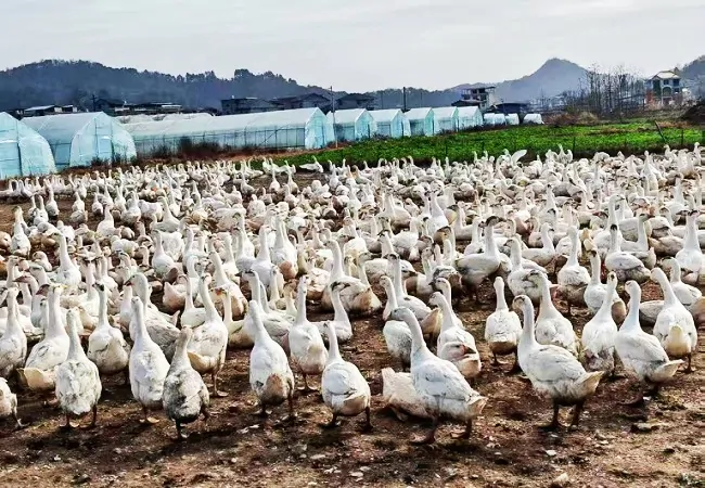 金融活水润&ldquo;鹅&rdquo;乡  绿源振翅绘新章