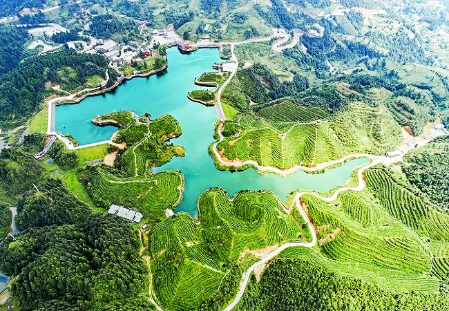 农发行雷山县支行：投放500万元贷款助力茶产业提质增效