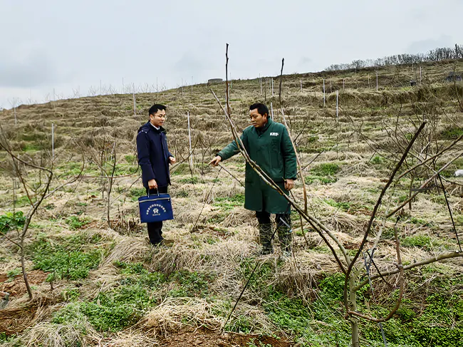 金融春雨润梨园
