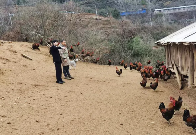 信用社工作人员到养殖户家中了解林下土鸡饲养情况.png