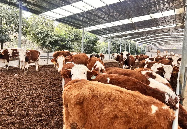 农行黄平县支行荣获金融机构服务乡村振兴考核评估&ldquo;优秀&rdquo;档次