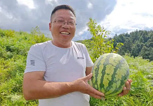 图为:2024年罗大哥西瓜丰收现场.png