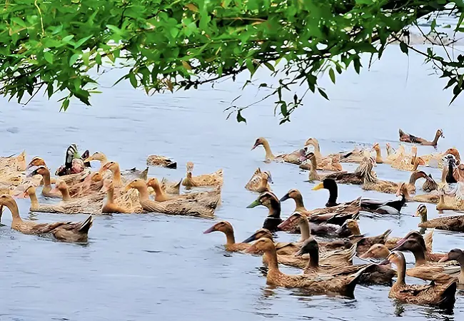 金融助力产业开新局，三穗麻鸭畅游&ldquo;黔&rdquo;境