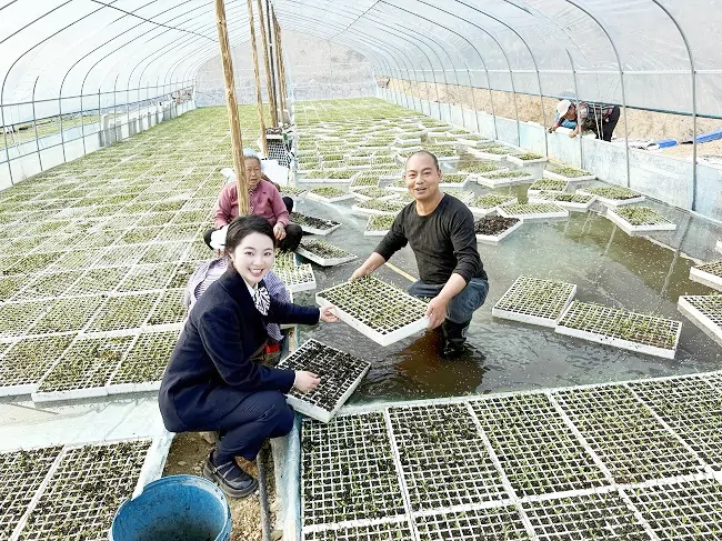 金融春雨润沃野，辣椒红火映初心