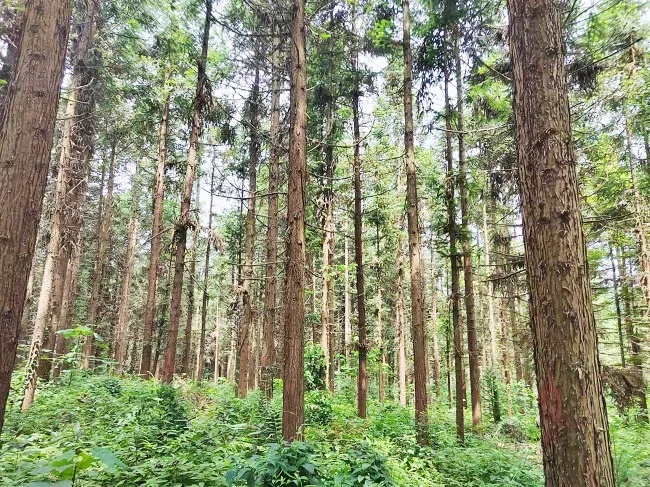 农发行贵州分行黄平县支行用政策性金融&ldquo;活水&rdquo;持续浇灌绿色生态