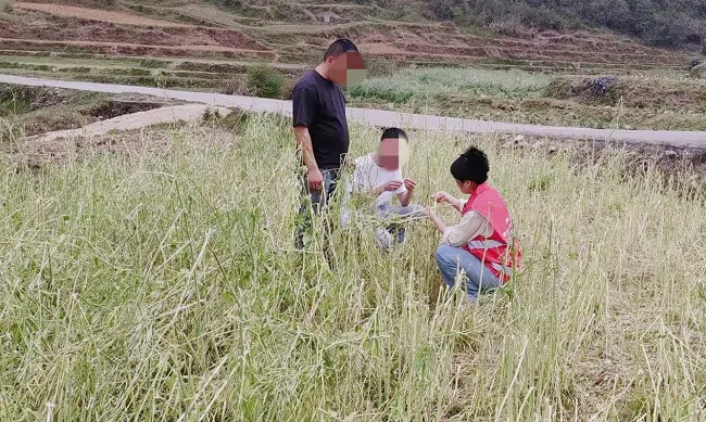 人保财险黔东南分公司：油菜&ldquo;遇险&rdquo;人保&ldquo;看诊&rdquo;