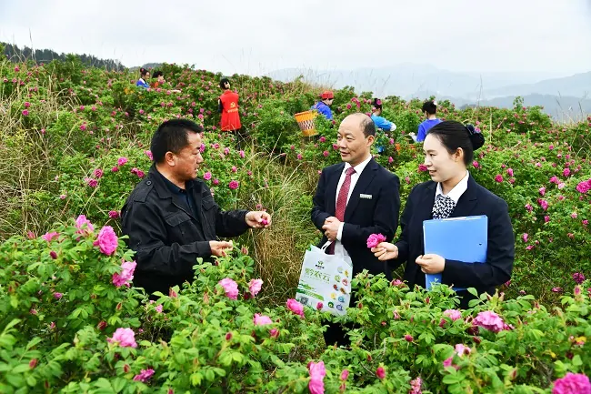 图为：黄平农商银行客户经理实地走访玫瑰花种植基地.jpg