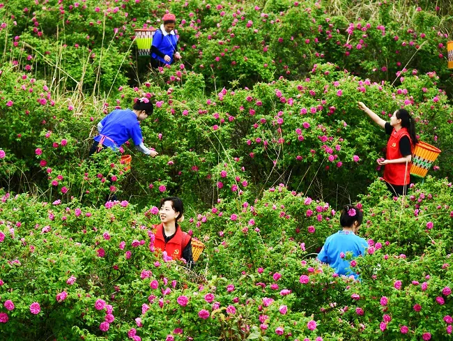 图为：黄平农商银行组织党员先锋队帮助玫瑰种植户抢收鲜花.jpg