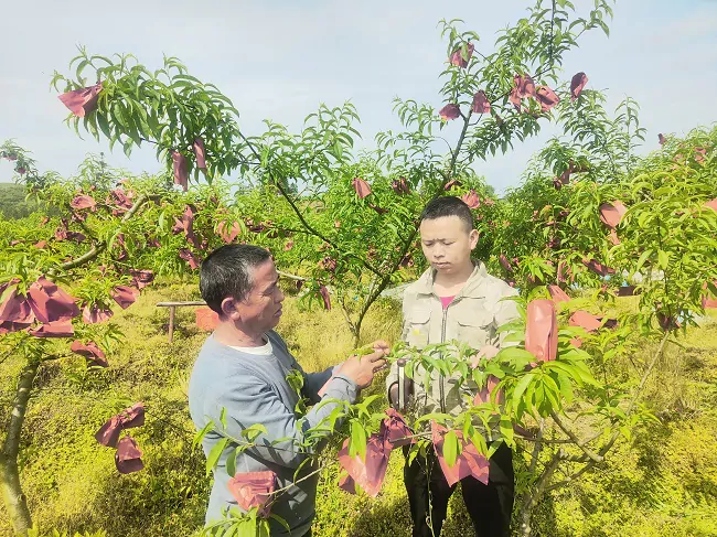 4.罗明元调研指导种植大户种植蟠桃-11.jpg