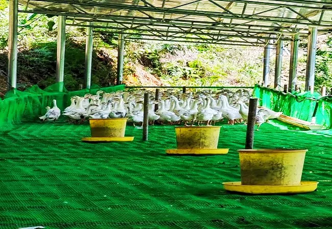 锦屏农信联社：以&ldquo;贷&rdquo;为翼，托起养鹅致富梦