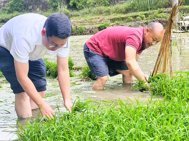 台江富民村镇银行：田间地头办实事 助农插秧暖人心