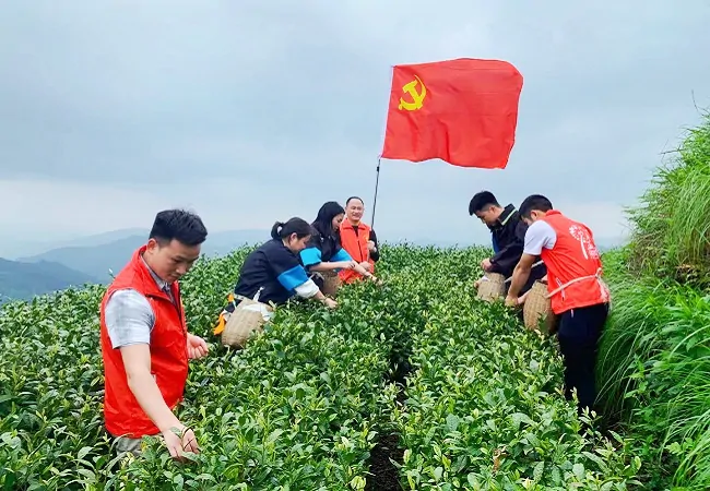 插图6：邮储银行黔东南州分行党员变身“茶农”助力两汪乡青白茶采摘11.jpg