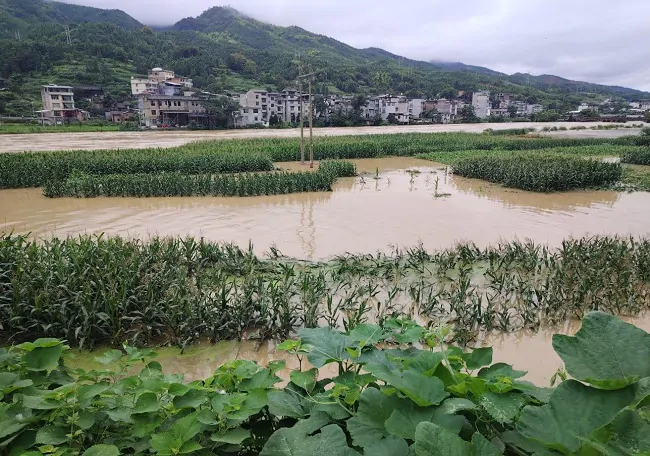 人保财险黔东南分公司:快赔玉米灾助力重建希望田