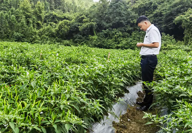 金融活水润椒田 红火产业兴乡村 