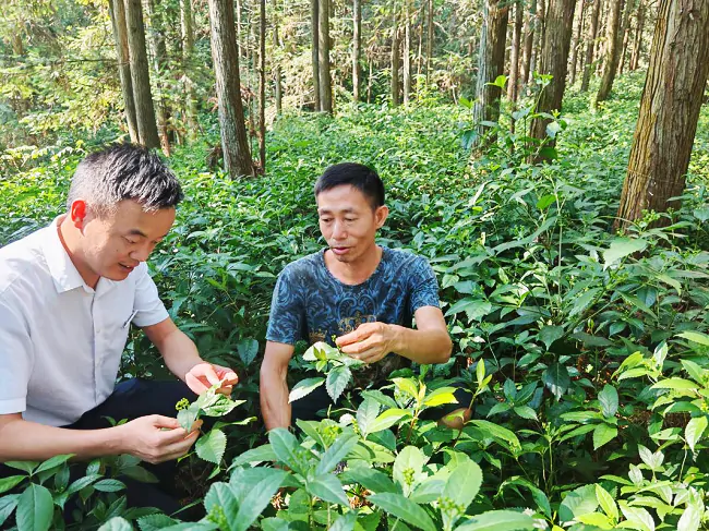 锦屏农信联社：金融绘就林业盛景 绿林生金乡村振兴