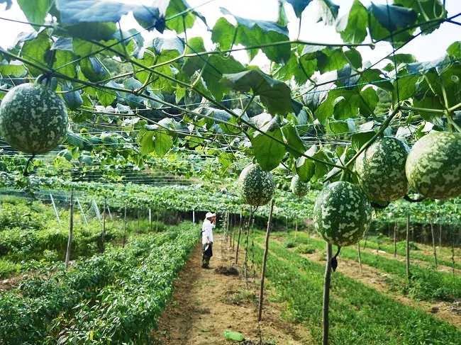 图为：吊瓜产业基地.jpg