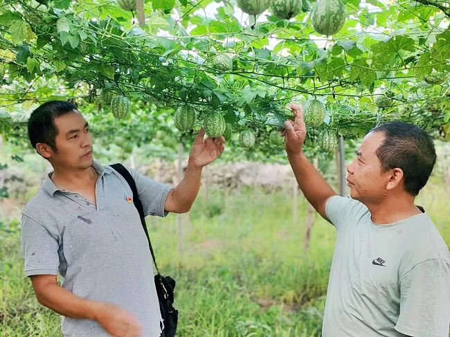 图为：工作人员了解吊瓜种植情况.jpg