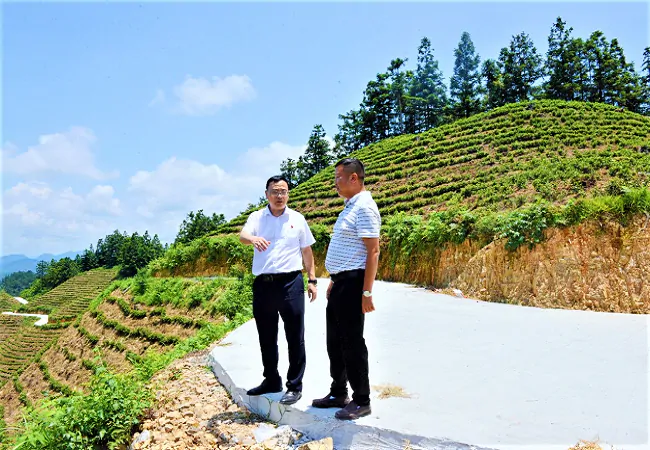 剑河农商银行：以绿色普惠金融之力，浇灌有机白茶产业之花