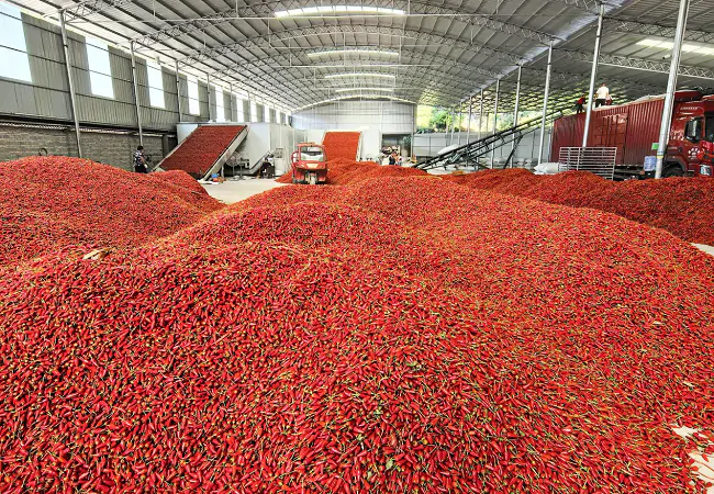 图为：辣椒收购.png