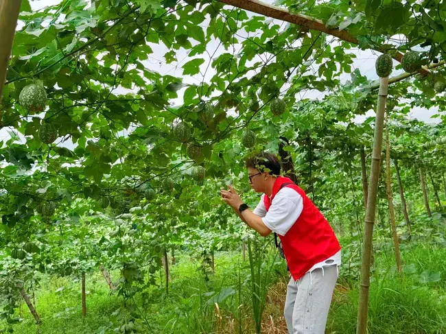 人保财险黔东南镇远支公司：小吊瓜大保障 人保护航黄金果