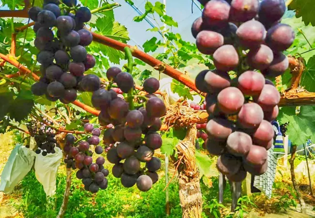 图为:振林葡萄园葡萄长势喜人.jpg