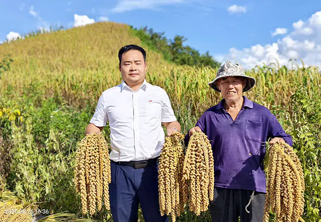 金融&ldquo;活水&rdquo;精准浇灌，助力小米粒粒&ldquo;生金&rdquo;