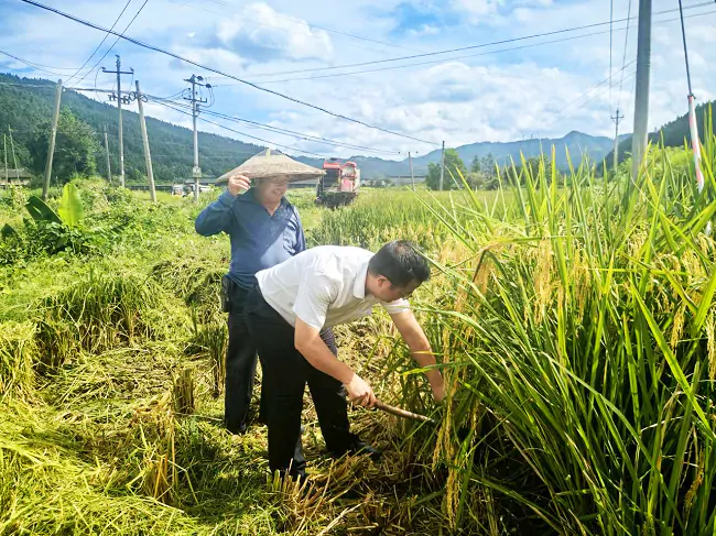 图为:锦屏农信联社帮助农户收稻.png