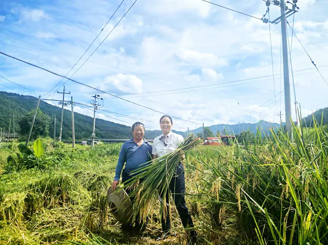 图为:锦屏农信联社帮助农户收稻2.png