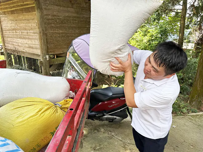 图为:从江农商银行下江支行工作人员帮忙收装打好的谷子.png