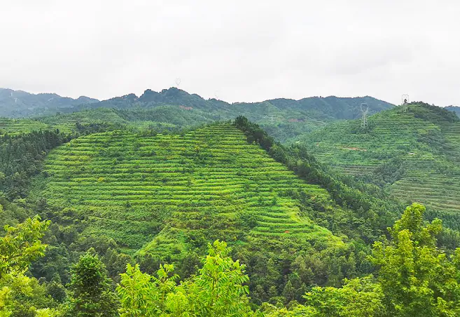 黎平农商银行：金融&ldquo;活水&rdquo;精准滴灌   赋能乡村全面振兴