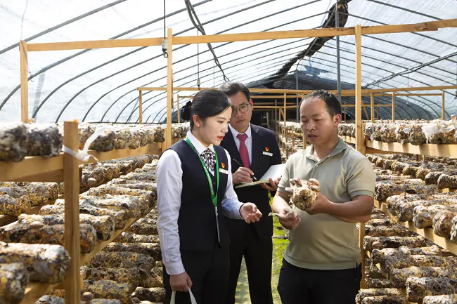 图为：金融助力食用菌产业发展11.png